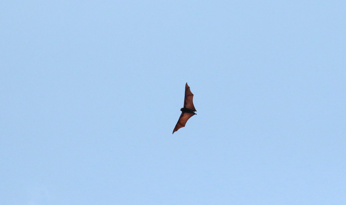 Mauritanian Flying Fox