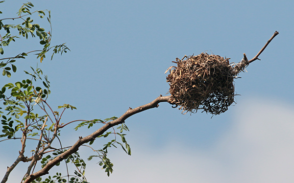 Nest of Village Weaver, Mauritius