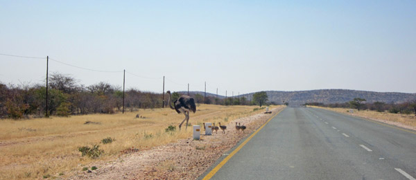 Ostrich on C35 in Namibia