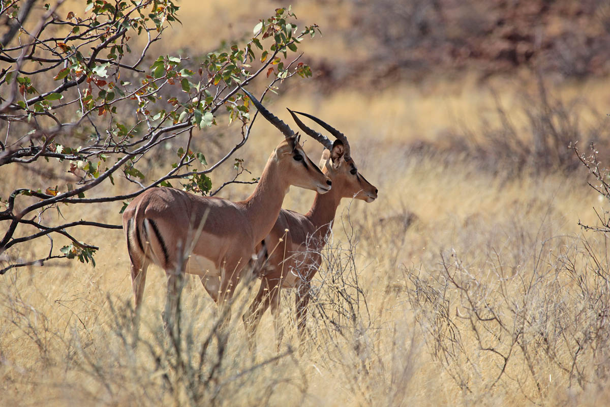 Black-Faced Impala (Aepyceros melampus petersi)
