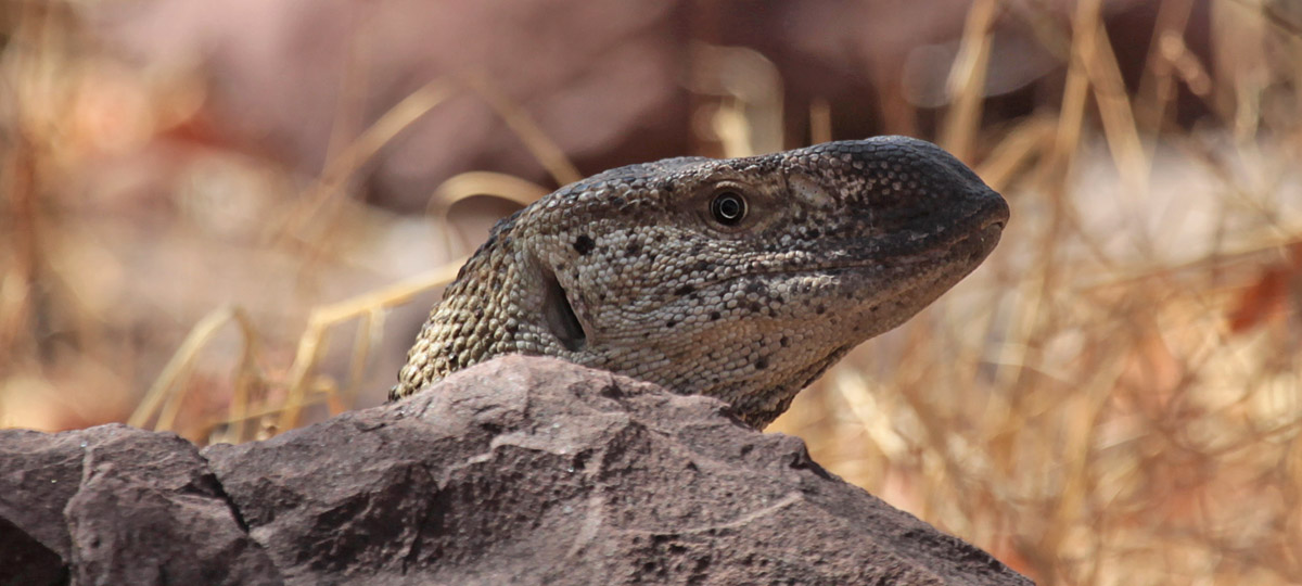 Rock Monitor Lizard (Varanus albigularis)