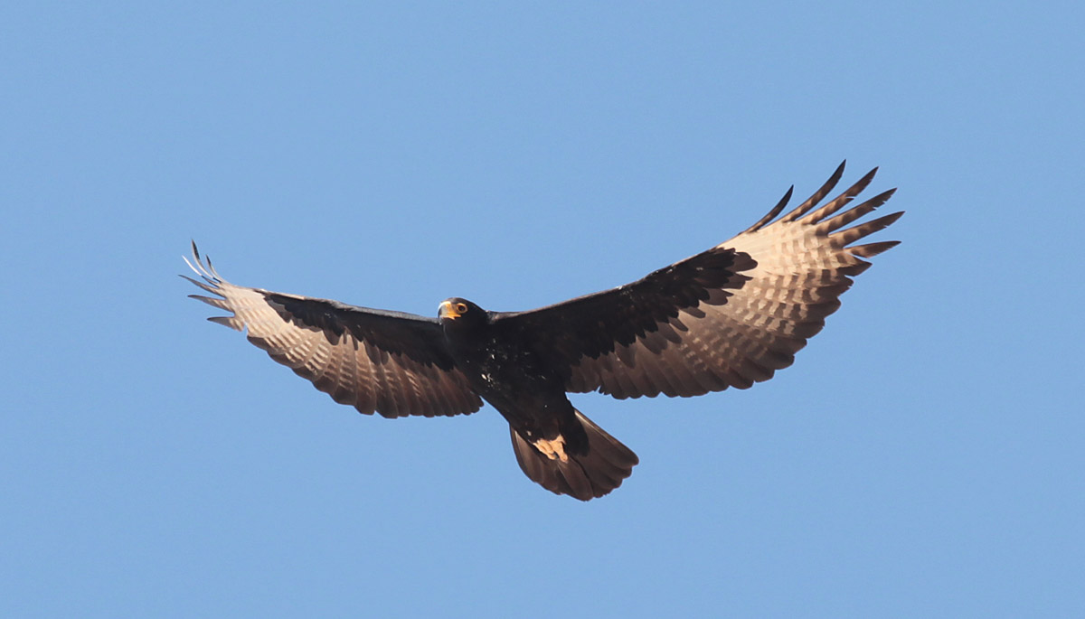 Verreaux 's Eagle (Aquila vereauxii)