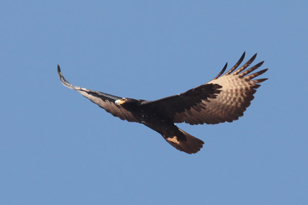 Verreaux 's Eagle