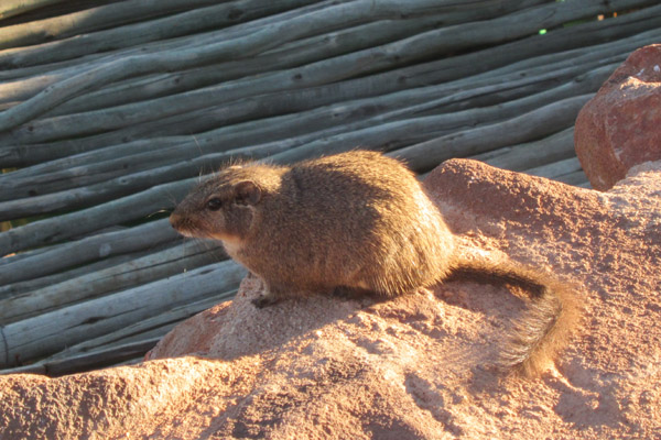 Dassie Rat (petromus typicus)