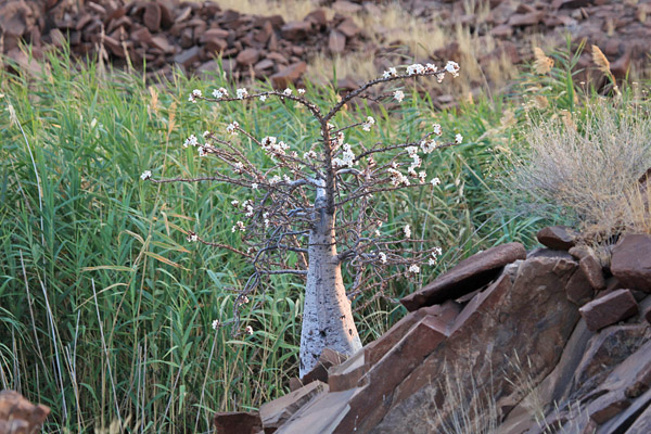 Bottle tree (pachypodium lealii)
