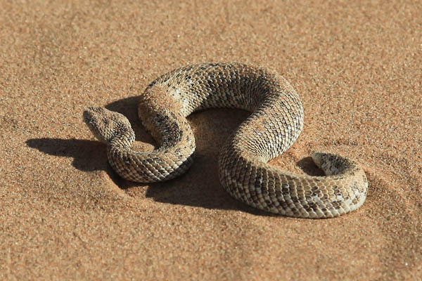 Sidewinder Snake