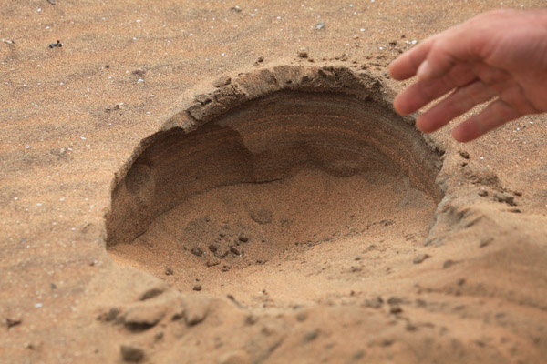 Op zoek naar een woestijngekko
