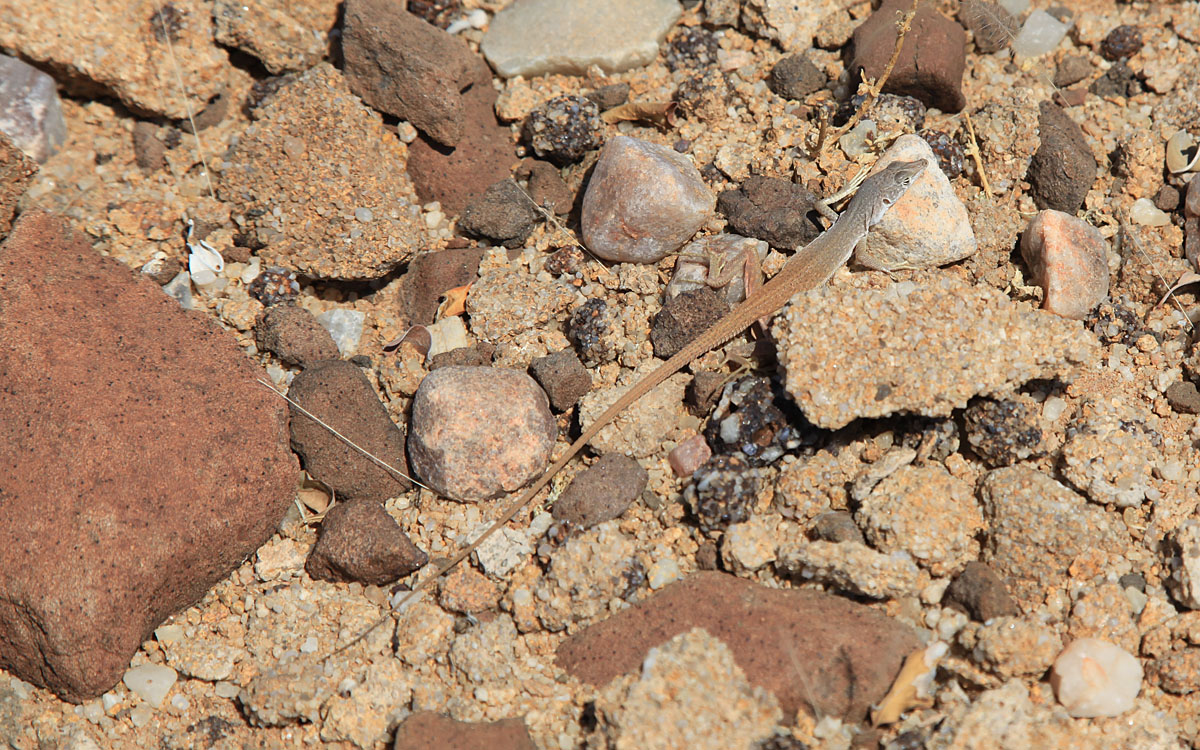 Kaokoveld Sand Lizard (Pedioplanis gaerdesi)