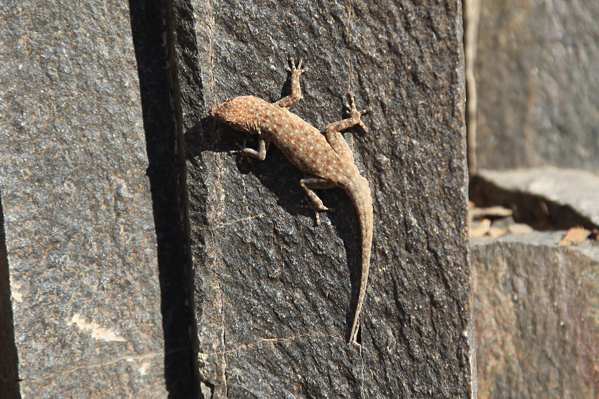 Wedge-snouted Desert Lizard (Meroles cuneirostris)