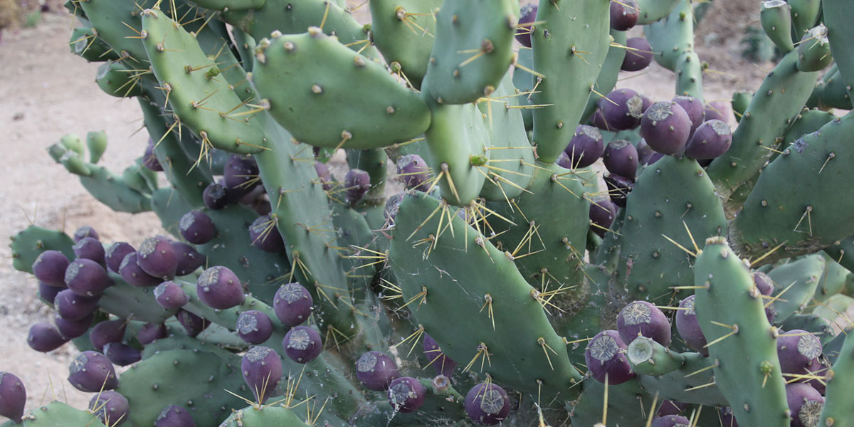 Cactus in de tuin van de Waterberg Guest Farm
