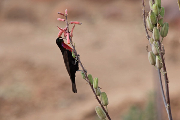 Scarlet-Breasted Sunbird, Chalcomitra senegalensis)
