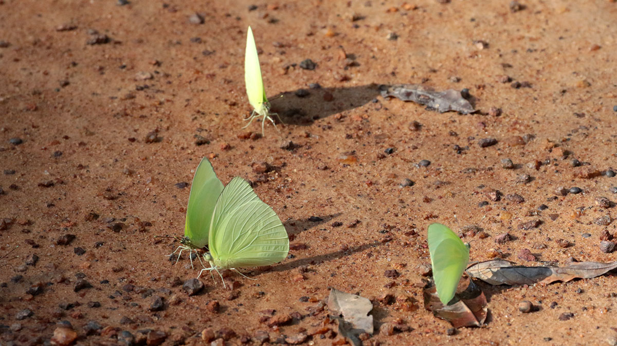Peridae vlinders (witjes)