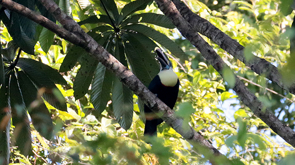 White-brested Toucan