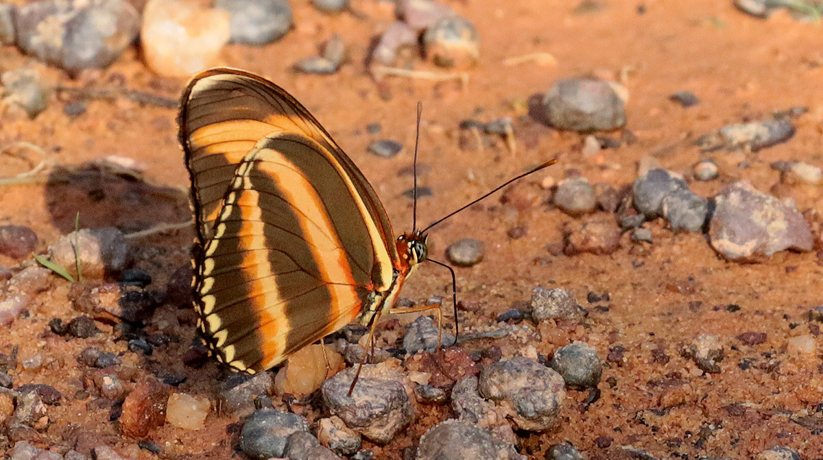 Banded Orange Heliconian