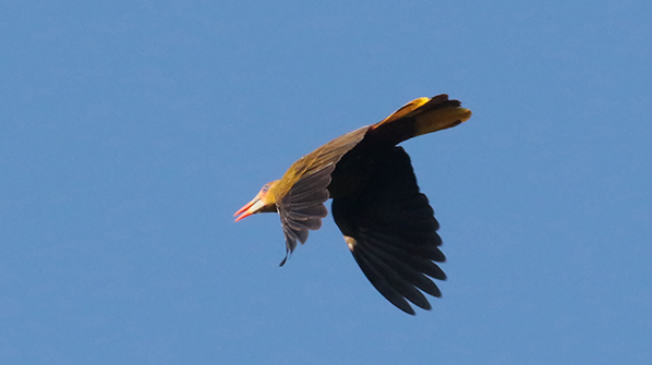 Green Oropendola