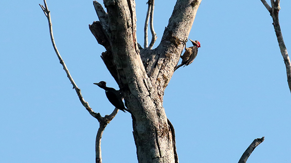 Crimson-crested Woodpecker