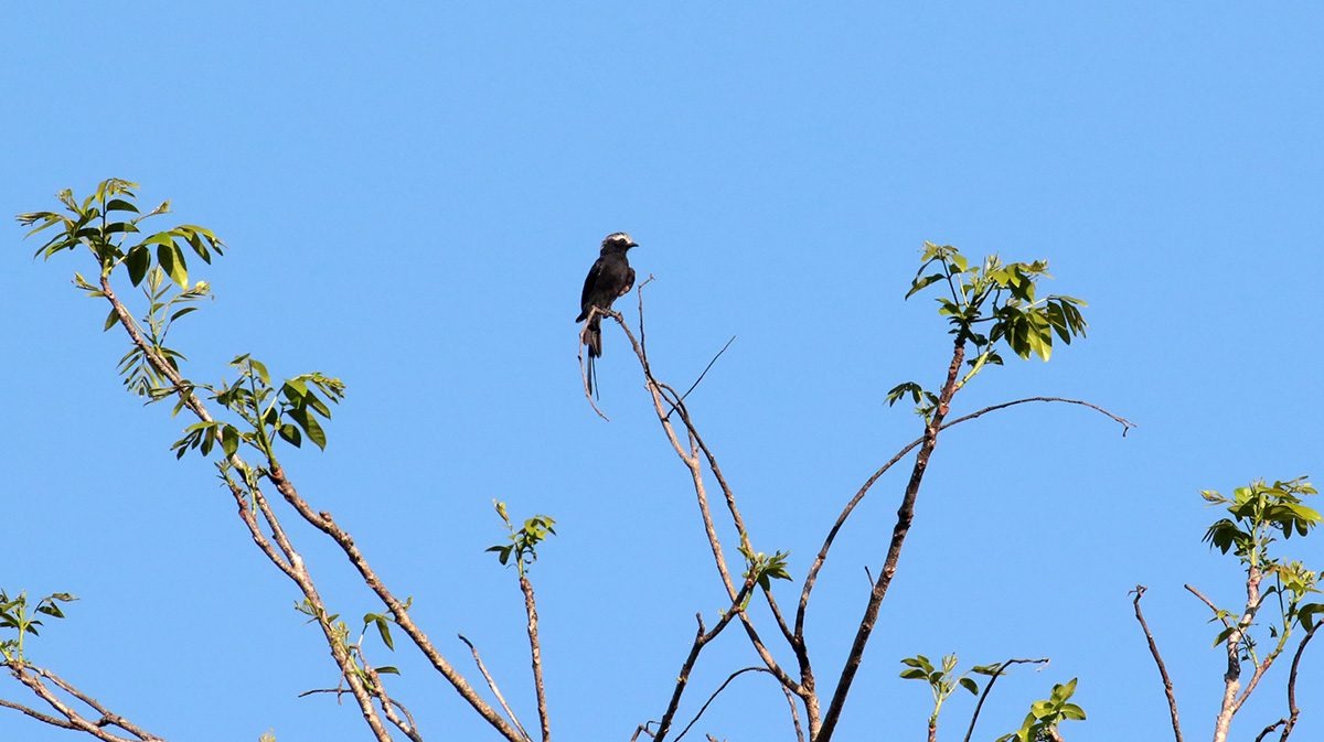 Long-tailed Tyrant