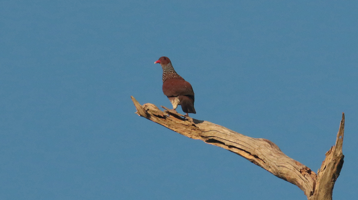 Scaled Pigeon