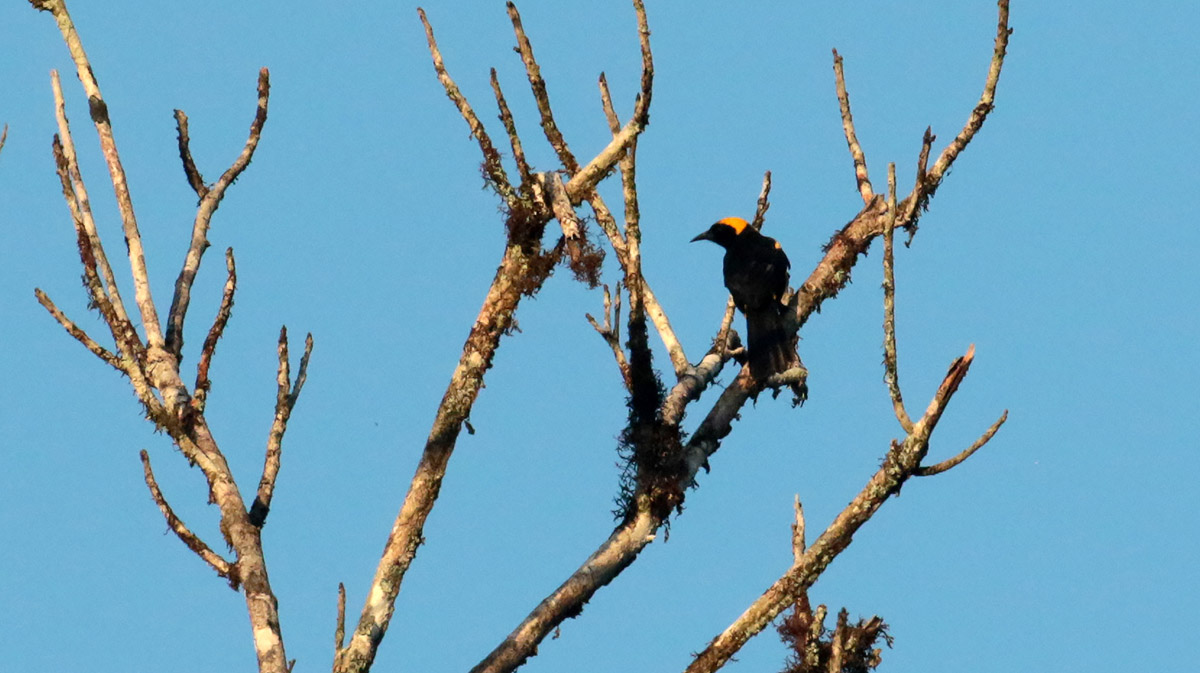 Epaulet Oriole