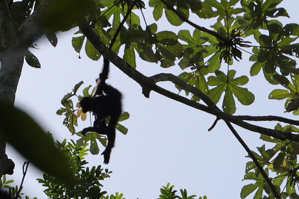 Spidermonkey bij de Fredberg