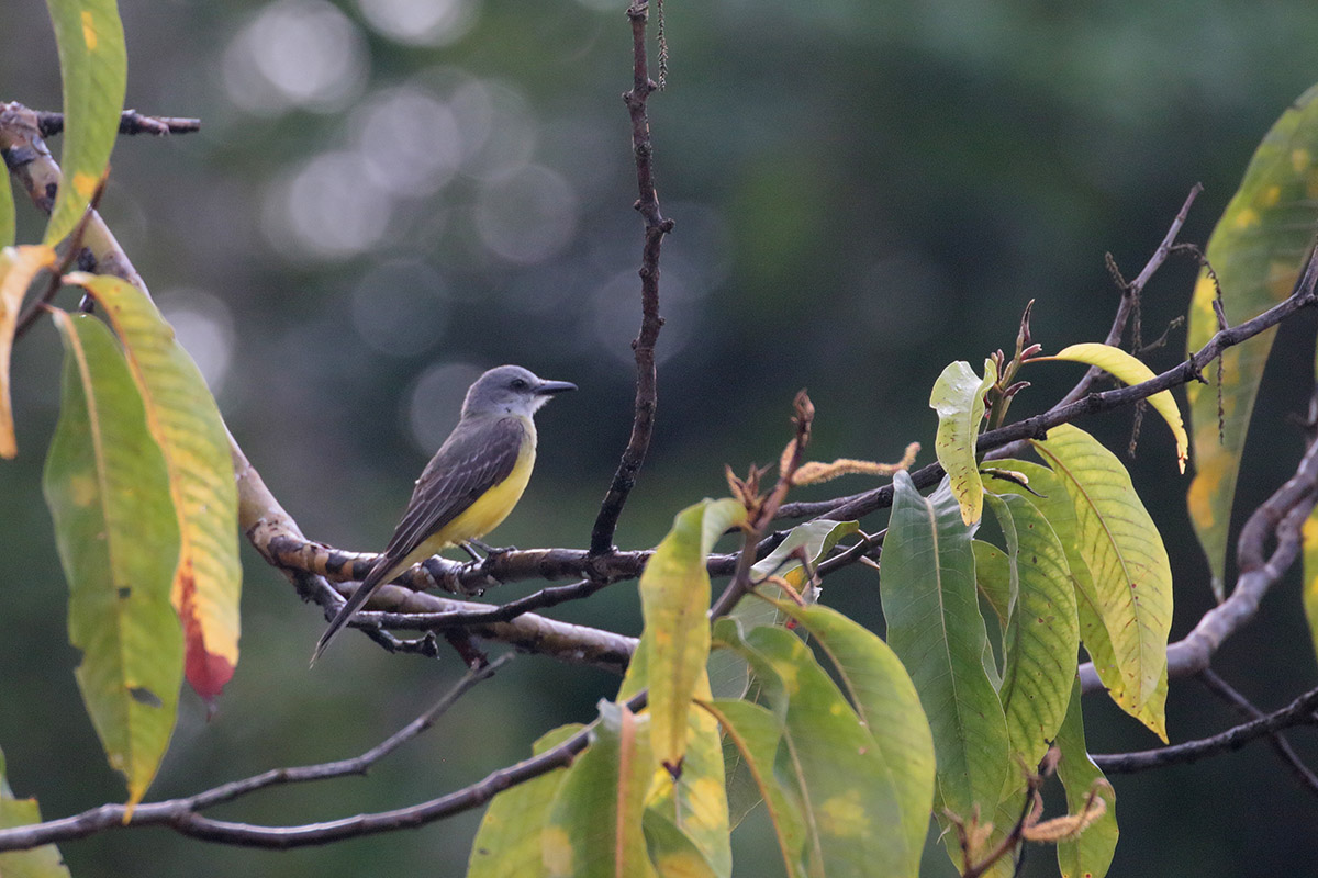 Tropical Kingbird