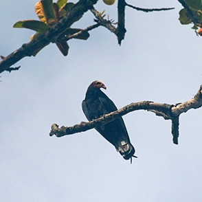 Lesser Yellow-headed Vulture