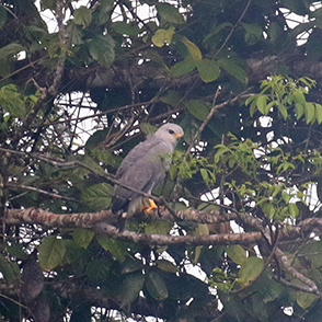 Gray-lined Hawk