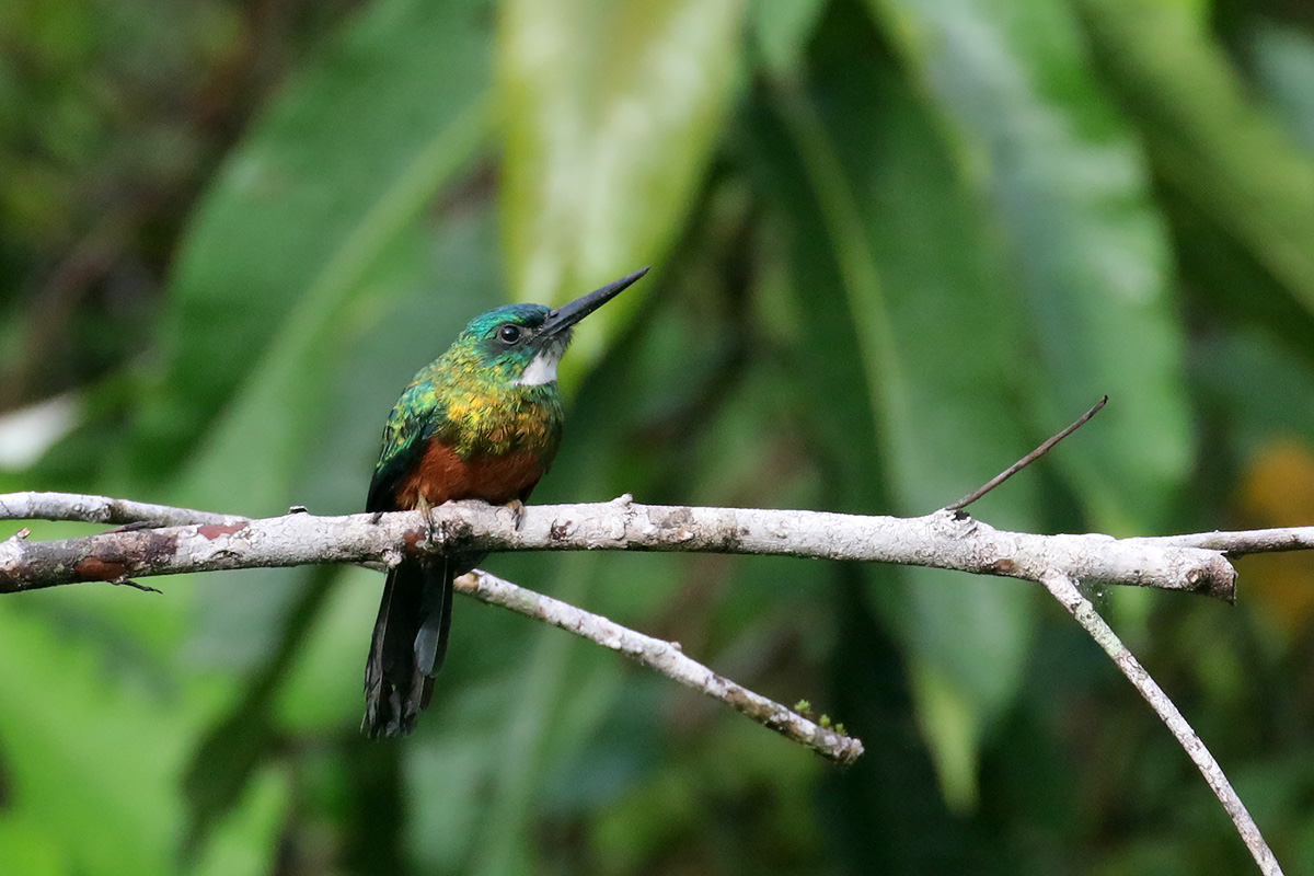 Green-tailed Jacomar