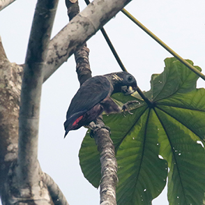 Dusky Parrot