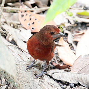 Silver-beaked Tanager 