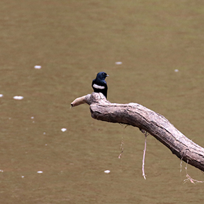 White-banded Swallow 