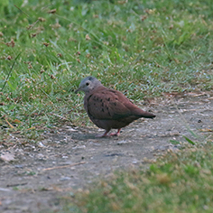 Ruddy Ground-Dove