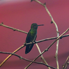 Blue-chinned Sapphire