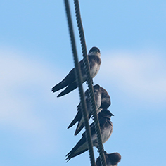 Bank Swallow