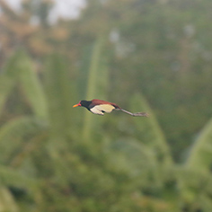 Wattled Jacana