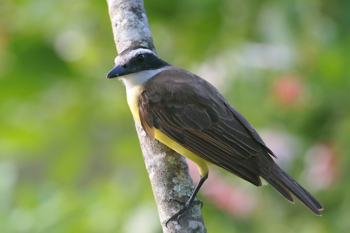 Great Kiskadee