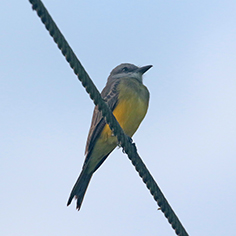 Tropical Kingbird