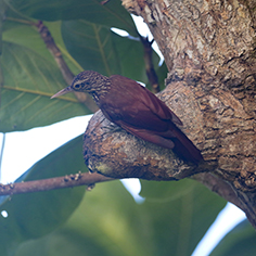 Straight-billed Woodcreeper