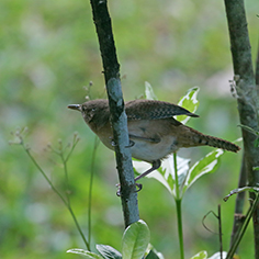 House Wren