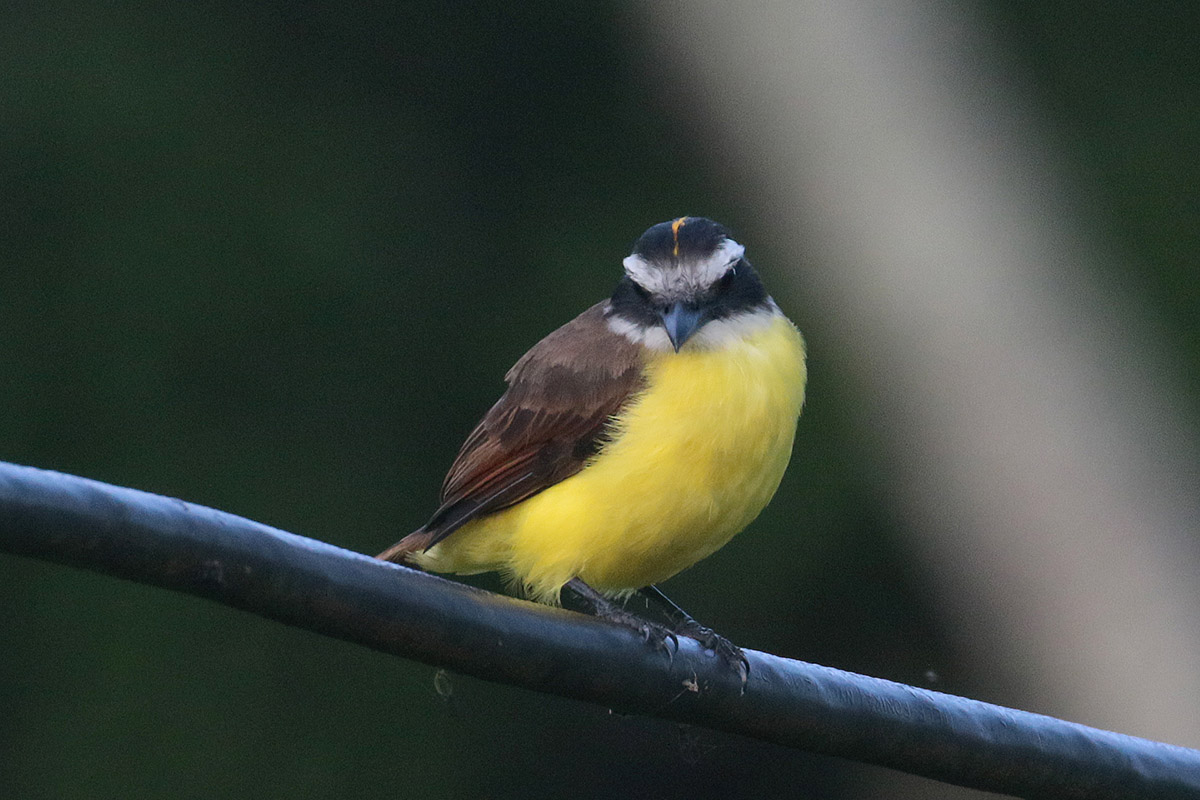 Little Kiskadee