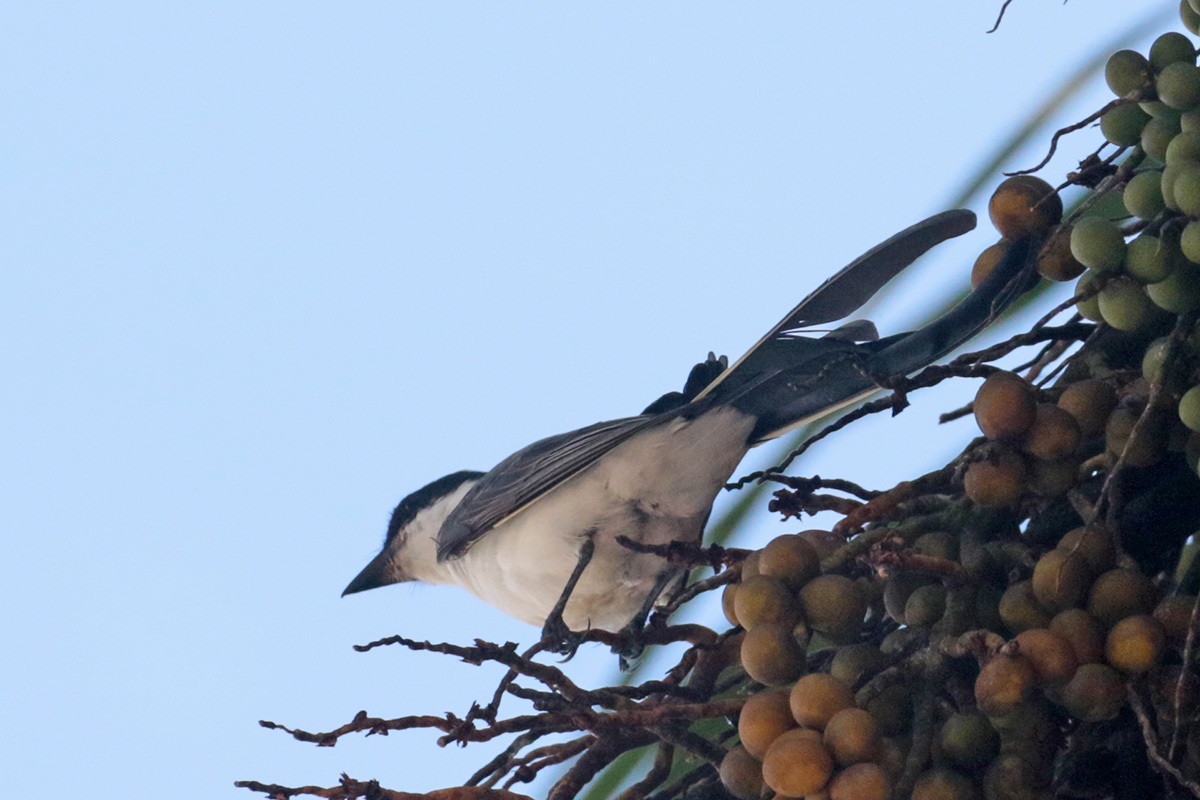 Fork-tailed Flycatcher