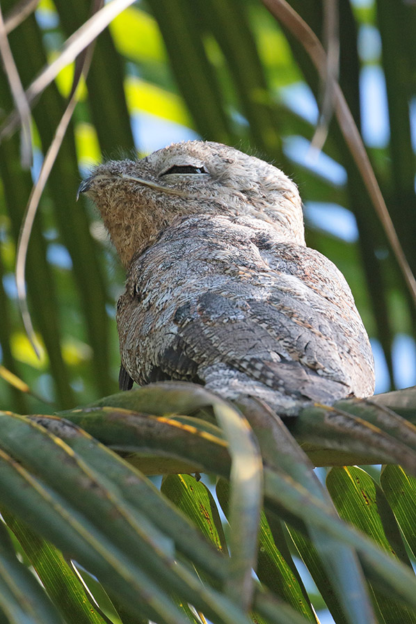 Great Potoo