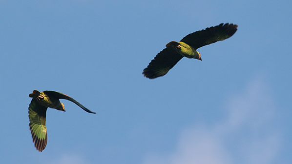 Mealy Parrots