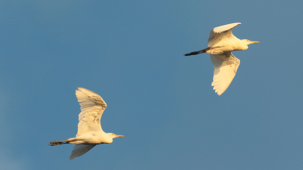 Great Egrets