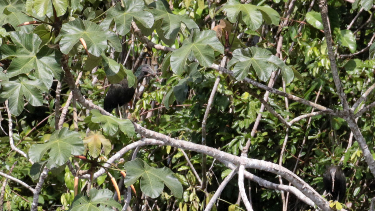 Green Ibis