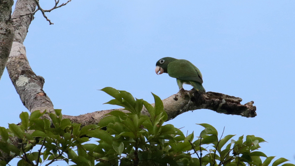 Golden-winged Parakee
t