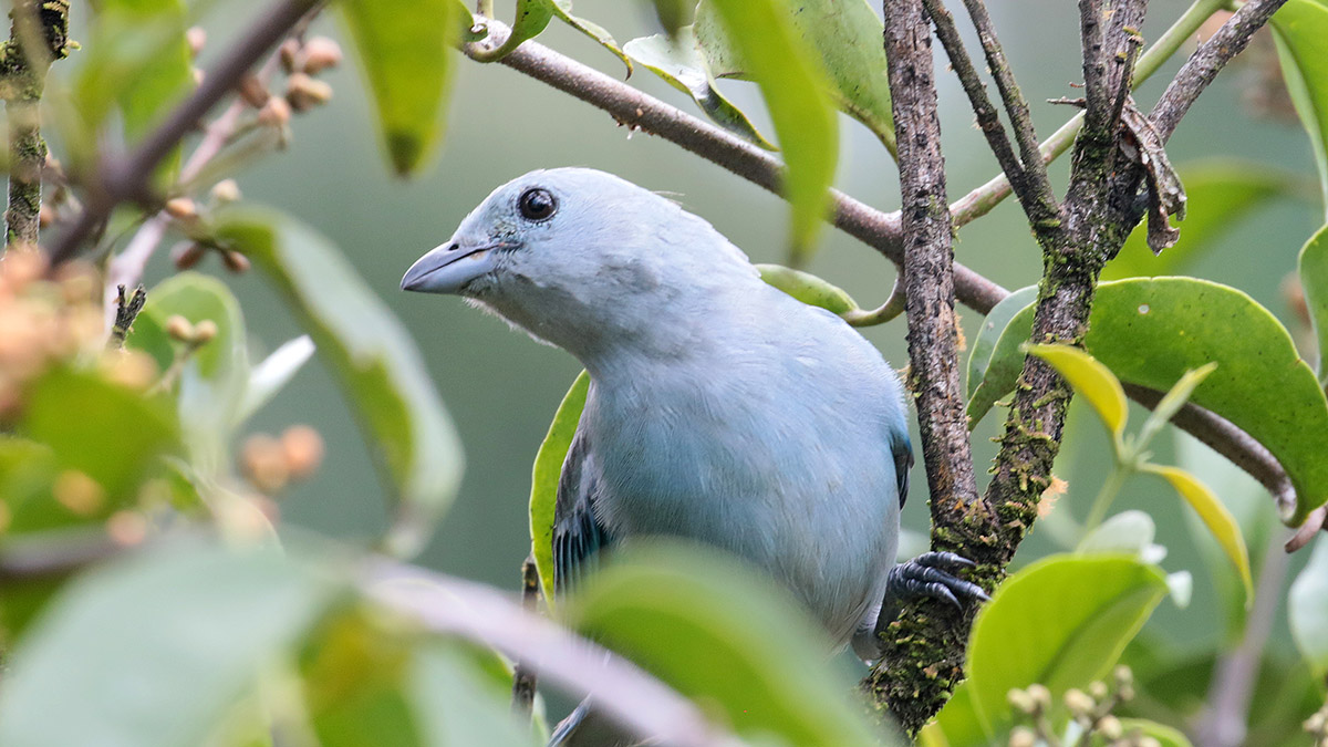 Blue-and-Gray Tanager