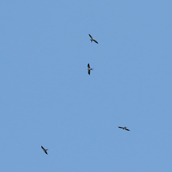 Swallow-tailed Kites