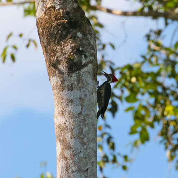 Lineated Woodpecker