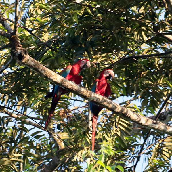 Red-and-Green Macaw